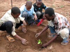 Bume pflanzen in Afrika