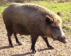 Wildschwein mit radioaktivem Csium verseucht
