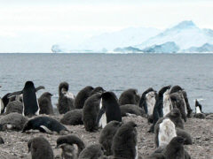 Adelie-Pinguine - Foto: Lin Padgham - Creative-Commons-Lizenz 'Namensnennung 2.0 generisch'