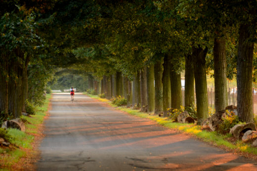 Allee bei Großbeeren, Foto: Claudia Eickschen, Quelle: BUND