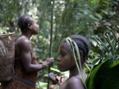 Baka im Sdosten Kameruns - Foto: Survival International