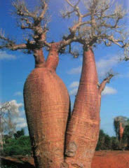 Baobab-Baum auf Madagaskar