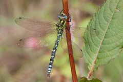 Blaugrne Mosaikjungfer, BUND Libelle des Jahres 2012, Foto: Gnther J. Loos