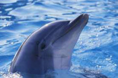 Delphin