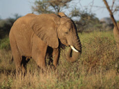 Afrikanischer Elefant