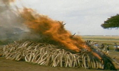 Elfenbein-Verbrennung in Kenia, 1989