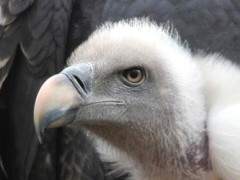 Gnsegeier (Gyps fulvus), Foto: Raniero Massoli-Novelli