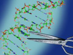 Gen-Schere CRISPR-Cas - Grafik: Samy - Creative-Commons-Lizenz Namensnennung Nicht-Kommerziell 3.0