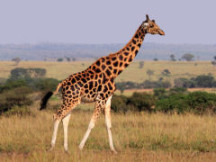 Giraffe, Foto: John Hilliard -  Creative-Commons-Lizenz 2.0