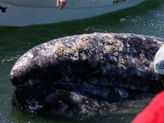 Grauwal, Whalewatching - Foto: Mario Mller -  Creative-Commons-Lizenz Namensnennung  Weitergabe unter gleichen Bedingungen 2.0 Deutschland