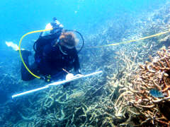 Bleiche der Korallen im Great Barrier Reef - Foto: Australian Research Council - Creative-Commons-Lizenz Nicht-Kommerziell 3.0