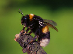 Hummel