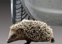 Igel in Gefahr
