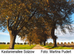 Kastanienalle Solzow / Martina Pudert / BUND