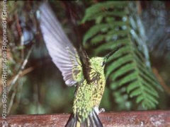 Kolibri in Ecuador bedroht