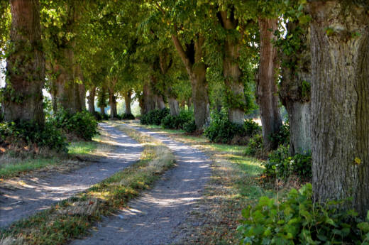 Linden-Allee Batevitz-Bisdorf, Foto: Bernd Kding, Quelle: BUND