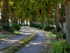 Linden-Allee Batevitz-Bisdorf, Foto: Bernd Käding, Quelle: BUND