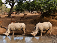 Nashorn - Foto: padikel - Creative-Commons-Lizenz Namensnennung Nicht-Kommerziell 3.0