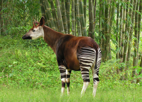 Okapi