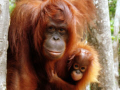 Orang Utan