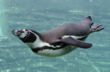 Humboldt-Pinguin