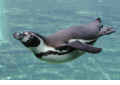 Humboldt Pinguin