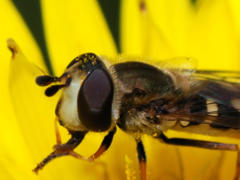 Schwebfliege Eupeodes luniger - Foto: Alvesgaspar - Creative-Commons-Lizenz Namensnennung Nicht-Kommerziell 3.0