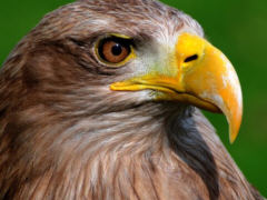 Seeadler, Foto: gerhard 2 - Creative-Commons-Lizenz  'Namensnennung 2.0'