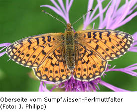 Sumpfwiesen-Perlmuttfalter, Oberseite