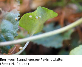 Sumpfwiesen-Perlmuttfalter, Eier