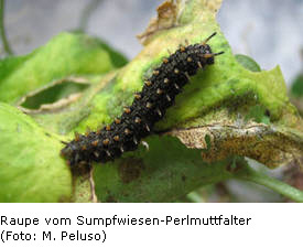 Sumpfwiesen-Perlmuttfalter, Raupe