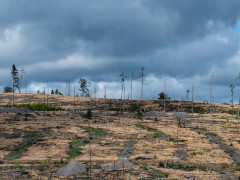 Waldsterben im Frankenwald - Foto: Toni Mader, BUND - Creative-Commons-Lizenz Namensnennung Nicht-Kommerziell 3.0